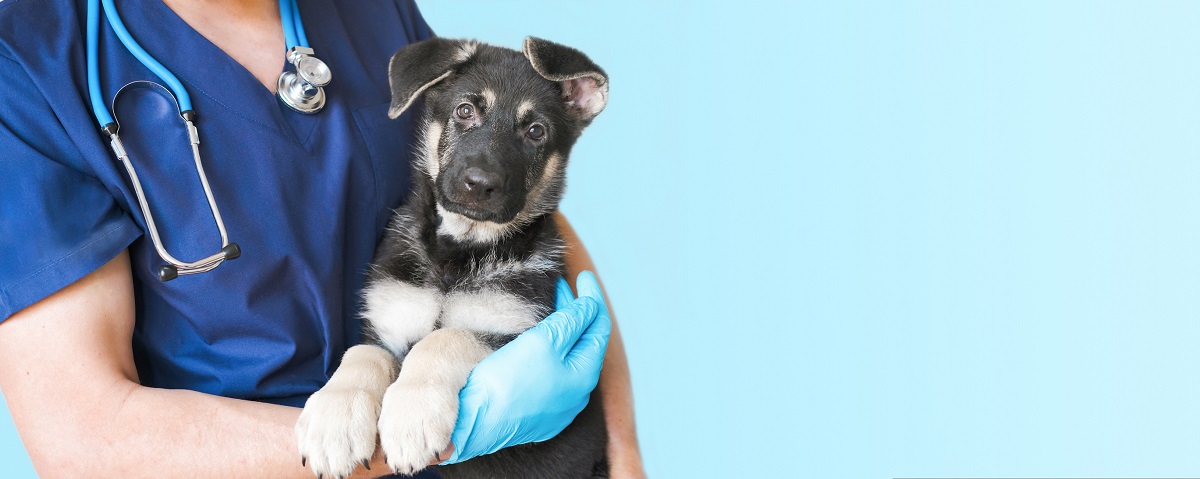 Om du misstänker att ditt djur är sjukt måste du besöka en veterinär och låta undersöka djuret. 